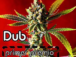 Spring 2015 full of awards for Reggae Seeds in indoor bio and BHO.