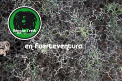 Cannabis cup ACMEFUER - CANAFAC and San Canuto in Fuerteventura