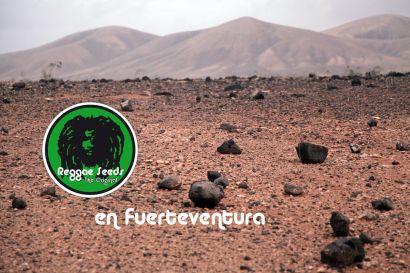 Cannabis cup ACMEFUER - CANAFAC and San Canuto in Fuerteventura