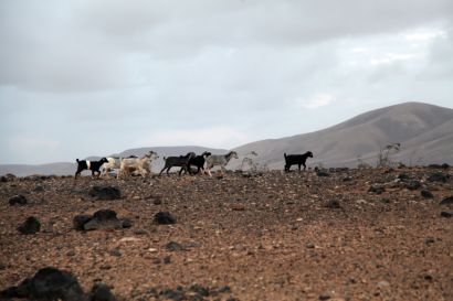 Copa cannábica ACMEFUER - CANAFAC y San Canuto en Fuerteventura