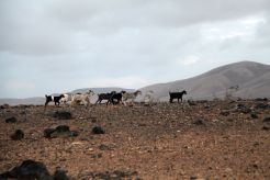 Copa cannábica ACMEFUER - CANAFAC y San Canuto en Fuerteventura