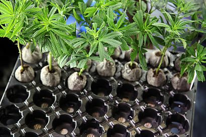 Cloning marihuana: self-cultivation