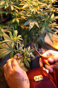 Cloning marihuana: self-cultivation