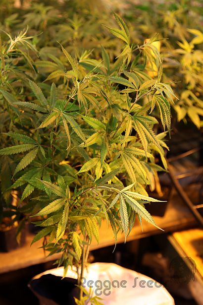 Cloning marihuana: self-cultivation