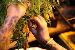 Cloning marihuana: self-cultivation