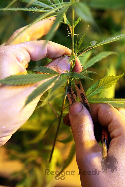 Cloning marihuana: self-cultivation