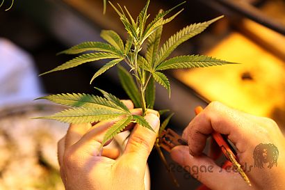 Cloning marihuana: self-cultivation