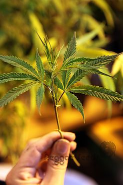 Cloning marihuana: self-cultivation