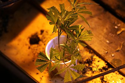 Cloning marihuana: self-cultivation