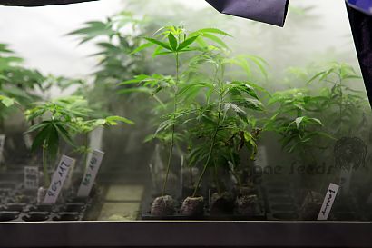 Cloning marihuana: self-cultivation