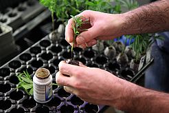 Cloning marihuana: self-cultivation