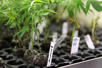 Cloning marihuana: self-cultivation