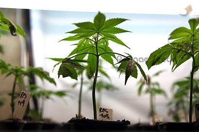 Clones de marihuana: autocultivo