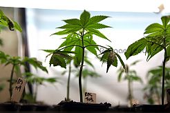 Cloning marihuana: self-cultivation