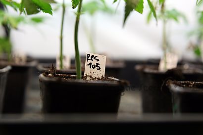 Clones de marihuana: autocultivo