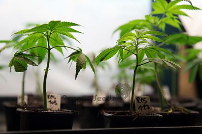 Cloning marihuana: self-cultivation