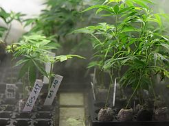 Cloning marihuana: self-cultivation