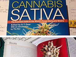 New book of Cannabis Sativa: Roots