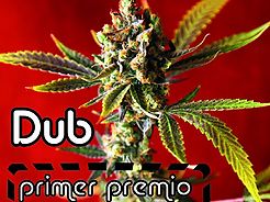 Primavera 2015 piena di premi per Reggae Seeds en indoor bio e BHO.