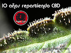 Celebrando 10 años repartiendo CBD