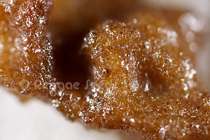 Macro photograph of resins.