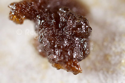 Macro photograph of resins.