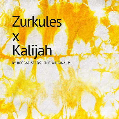 Zurcules x Kalijah