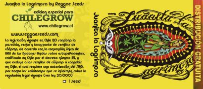 Reggae Seeds team traveled to Chile, we will cannabis fair Chilegrow this November.