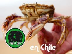 L'équipe Reggae Seeds au Chile