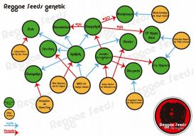 Reggae Seeds genetica