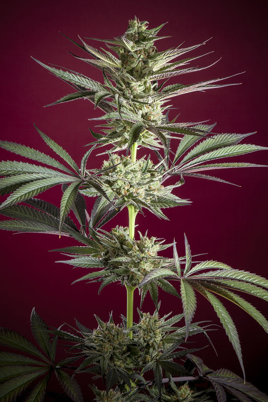 Juanita La Lagrimosa Feminized Cannabis Seeds „nach dem sturm — lacrimosa. reggae seeds