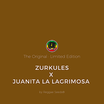 Zurkules x Juanita la Lagrimosa