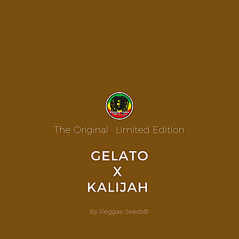 Gelato x Kalijah