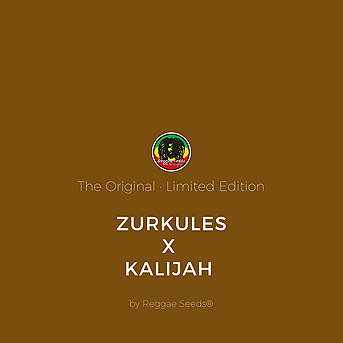 Zurkules x Kalijah